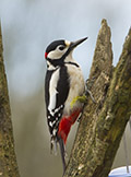 The great spotted woodpecker is a bird species of the woodpecker family. It is distributed throughout Europe and northern Asia, and usually resident year-round except in the colder parts of its range. 
