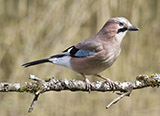 The Eurasian jay is a species of bird occurring over a vast region from Western Europe and north-west Africa to the Indian Subcontinent and further to the eastern seaboard of Asia and down into south-east Asia. 