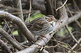 The little bunting is a passerine bird belonging to the bunting and American sparrow family, a group most modern authors separate from the true finches. 
