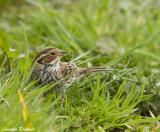 Smallest bunting of west Palearctic, with delicate but compact form and terrestrial behaviour recalling Linnet and Dunnock. Distinctly less bulky than Reed Bunting, with sharply pointed bill, flat sloping forehead, little or no neck, shorter, straight-edged tail, and shorter legs.