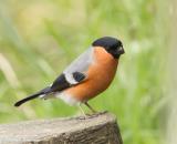 Description to come soon!