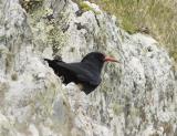 While its black plumage identifies it as a crow, the chough (pronounced 'chuff') has a red bill and legs unlike any other member of the crow family. It has a restricted westerly distribution in the British Isles and because of its small population size and historically declining populations it is an Amber List species. It readily displays its mastery of flight with wonderful aerial displays of diving and swooping. Found in flocks in autumn and winter.