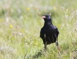 While its black plumage identifies it as a crow, the chough (pronounced 'chuff') has a red bill and legs unlike any other member of the crow family. It has a restricted westerly distribution in the British Isles and because of its small population size and historically declining populations it is an Amber List species. It readily displays its mastery of flight with wonderful aerial displays of diving and swooping. Found in flocks in autumn and winter.