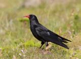 While its black plumage identifies it as a crow, the chough (pronounced 'chuff') has a red bill and legs unlike any other member of the crow family. It has a restricted westerly distribution in the British Isles and because of its small population size and historically declining populations it is an Amber List species. It readily displays its mastery of flight with wonderful aerial displays of diving and swooping. Found in flocks in autumn and winter.