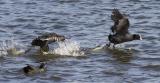 All-black and larger than its cousin, the moorhen, it has a distinctive white beak and 'shield' above the beak which earns it the title 'bald'. Its feet have distinctive lobed flaps of skin on the toes, which act instead of webs when swimming. It patters noisily over the water before taking off and can be very aggressive towards others.