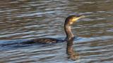 The Great Cormorant is a very large black bird. With a longish tail and yellow throat patch, the adults have white thigh patches in the breeding season. It can be distinguished from the very similar Shag by its lack of green tinge and lack of crest. An extremely wide spread bird, its breeding range extends all over europe and asia, south across africa, to the atlantic coast of North America.