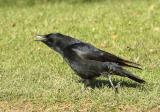 The all-black carrion crow is one of the cleverest, most adaptable of our birds. It is often quite fearless, although it can be wary of man. They are fairly solitary, usually found alone or in pairs. The closely related hooded crow has recently been split as a separate species. Carrion crows will come to gardens for food and although often cautious initially, they soon learn when it is safe, and will return repeatedly to take advantage of whatever is on offer.