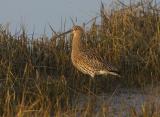 The Eurasian Curlew is the largest of all the waders in its range, at 50-57cm in height with a generous 1 meter wingspan. What makes this bird especially unique to Britain is that it’s one of the only places in Europe where it does not migrate, staying year round. In the winter they tend to gather in good-sized groups, though very wary of any disturbances. The only similar bird in its range is the Whimbrel, which is generally a smaller bird with a shorter, more downturned bill compared to the smooth downward curve of the curlew.This bird is mainly greyish brown, white on the back, and a very long curved bill.