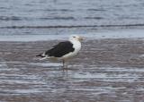 The king of the Atlantic waterfront, the Great Black-backed Gull is the largest gull in the world, with a powerful build and a domineering attitude. They harry other birds to steal their food and even hunt adult birds such as grebes and puffins.