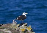 A very large, thick-set black-backed gull, with a powerful beak. Adults are blacker than the smaller lesser black-backed gull. It has a heavy flight and can look quite hunched when perched. It will fight off other gulls and chase them to snatch food.