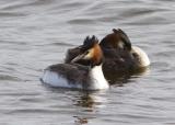The Great-Crested Grebe is an excellent swimmer and diver, the young able to do so almost immediately after hatching. The adults are unmistakable in summer with bright rusty colors on their head and neck. The hatchlings are striped black and white, much like a zebra. It is the largest grebe in europe.The species was almost hunted to extinction in the 19th century, but thanks to the RSPB, it is now a common sight.