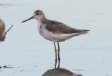 A medium-sized slim wader with a dark grey back and white underparts. Its long green legs and slightly up-turned bill help to distinguish it from other waders. It calls regularly and is seen singly and in small groups.