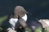 The UK's coasts have many stretches of sheer cliffs where seabirds breed and the guillemot is one of the most numerous birds in the great 'seabird cities'. It comes to land only to nest, spending the rest of its life at sea, where it is vulnerable to oil spills. Dark brown and white, not as black as the similar razorbill, it has a 'bridled' form with a white ring round the eye and stripe behind it.