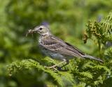 A small, brown, streaky bird, it is the commonest songbird in upland areas and its high, piping call is a familiar sound. In flight it shows white outer tail feathers and in the breeding season it has a fluttering parachute display flight. In winter they are quite gregarious and gather in small flocks, often invisible among the vegetation, suddenly flying up with typical jerky flight. Meadow pipit numbers in the UK have been declining since the mid 1970s, resulting in this species being included on the amber list of conservation concern.