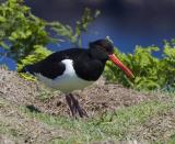 The Eurasian Oystercatcher, otherwise known as a Pied Oystercatcher or just Oystercatcher here in the UK is part of the oystercatcher family. Its the only one to occur here in the UK, although there are 3 subspecies of this oystercatcher in Europe and some of Asia. Its highly migratory but we are lucky enough to have this bird stay here year round. This bird as an adult has black above, white underneath, and a vividly red legs and bill which makes this striking bird really stand out amongst other waders. Despite its name, it does not primarily hunt for oysters, however its one of, if not the only wader to be able to pry open these tough creatures. What makes this bird really unique is that the shape of the bill varies depending on which type of food it specializes in. Birds that focus on molluscs have broad bill tips, where birds that specialize with unearthing worms tend to have pointed bills.