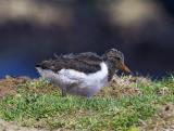 The Eurasian Oystercatcher, otherwise known as a Pied Oystercatcher or just Oystercatcher here in the UK is part of the oystercatcher family. Its the only one to occur here in the UK, although there are 3 subspecies of this oystercatcher in Europe and some of Asia. Its highly migratory but we are lucky enough to have this bird stay here year round. This bird as an adult has black above, white underneath, and a vividly red legs and bill which makes this striking bird really stand out amongst other waders. Despite its name, it does not primarily hunt for oysters, however its one of, if not the only wader to be able to pry open these tough creatures. What makes this bird really unique is that the shape of the bill varies depending on which type of food it specializes in. Birds that focus on molluscs have broad bill tips, where birds that specialize with unearthing worms tend to have pointed bills.
