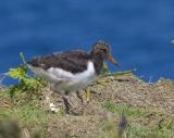 The Eurasian Oystercatcher, otherwise known as a Pied Oystercatcher or just Oystercatcher here in the UK is part of the oystercatcher family. Its the only one to occur here in the UK, although there are 3 subspecies of this oystercatcher in Europe and some of Asia. Its highly migratory but we are lucky enough to have this bird stay here year round. This bird as an adult has black above, white underneath, and a vividly red legs and bill which makes this striking bird really stand out amongst other waders. Despite its name, it does not primarily hunt for oysters, however its one of, if not the only wader to be able to pry open these tough creatures. What makes this bird really unique is that the shape of the bill varies depending on which type of food it specializes in. Birds that focus on molluscs have broad bill tips, where birds that specialize with unearthing worms tend to have pointed bills.