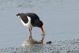 The Eurasian Oystercatcher, otherwise known as a Pied Oystercatcher or just Oystercatcher here in the UK is part of the oystercatcher family. Its the only one to occur here in the UK, although there are 3 subspecies of this oystercatcher in Europe and some of Asia. Its highly migratory but we are lucky enough to have this bird stay here year round. This bird as an adult has black above, white underneath, and a vividly red legs and bill which makes this striking bird really stand out amongst other waders. Despite its name, it does not primarily hunt for oysters, however its one of, if not the only wader to be able to pry open these tough creatures. What makes this bird really unique is that the shape of the bill varies depending on which type of food it specializes in. Birds that focus on molluscs have broad bill tips, where birds that specialize with unearthing worms tend to have pointed bills.