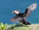 An unmistakable bird with its black back and white underparts, and distinctive black head with large pale cheeks and a tall, flattened, brightly-coloured bill. Its comical appearance is heightened by its red and black eye-markings and bright orange legs. Used as a symbol for books and other items, this clown among seabirds is one of the world's favourite birds. With half of the UK population at only a few sites it is an Amber List species.