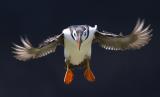 An unmistakable bird with its black back and white underparts, and distinctive black head with large pale cheeks and a tall, flattened, brightly-coloured bill. Its comical appearance is heightened by its red and black eye-markings and bright orange legs. Used as a symbol for books and other items, this clown among seabirds is one of the world's favourite birds. With half of the UK population at only a few sites it is an Amber List species.