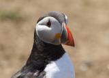 An unmistakable bird with its black back and white underparts, and distinctive black head with large pale cheeks and a tall, flattened, brightly-coloured bill. Its comical appearance is heightened by its red and black eye-markings and bright orange legs. Used as a symbol for books and other items, this clown among seabirds is one of the world's favourite birds. With half of the UK population at only a few sites it is an Amber List species.
