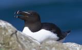 The razorbill is a medium-sized seabird. It is black above and white below. It has a thick black beak which is deep and blunt, unlike the thinner bill of the similar guillemot. It breeds around the coast of the UK, with the largest colonies in northern Scotland. There are none breeding between the Humber and the Isle of Wight. Birds only come to shore to breed, and winter in the northern Atlantic. The future of this species is linked to the health of the marine environment. Fishing nets, pollution and declining fish stocks all threaten the razorbill.