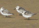 The sanderling is a small, plump, energetic wading bird. It has a short straight black bill and medium length black legs. It is pale grey above and white underneath, and there is a black mark at its shoulder where the folded wing meets the body. It does not breed in the UK, but is a winter visitor and passage migrant in spring and autumn, journeying to and from their high Arctic breeding grounds.