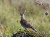 The skylark is a small brown bird, somewhat larger than a sparrow but smaller than a starling. It is streaky brown with a small crest, which can be raised when the bird is excited or alarmed, and a white-sided tail. The wings also have a white rear edge, visible in flight. It is renowned for its display flight, vertically up in the air. Its recent and dramatic population declines make it a Red List species.
