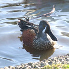 Description to come soon!