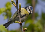 The Blue Tit is a popular garden visitor here in the UK, with vivid yellow, green and blue colors, making it easily recognized.  It's also usually the first to be attracted to feeders as they'll come readily to any nut feeder placed in a suitable spot.  In the winter they flock with other varieties of tits.  These do not migrate here in the UK, being here all year round.