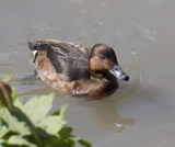 Description to come soon!