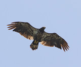 Description to come soon!