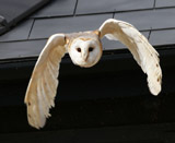 Description to come soon!