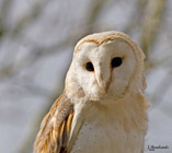 Description to come soon!