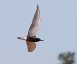 Description to come soon!