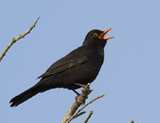 The blackbird male lives up to its name, however females are a streaked or spotted brown.  The males have a bright orange-yellow beak and eye-ring.  The blackbird is one of the most common of UK birds and its mellow song is a favorite. -rspb