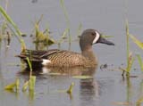 The Blue winged Teal is a small dabbling duck, where its placement is no means a certainty. The coloring is remarkably similar to the Australasian Shoveler, but genetic testing shows that its nearly identical to that of the Cinnamon Teal. Occasional visitors come to the British Isles, distinct from the local Eurasian Teals and Garganey by their yellow legs and distinct white facial marking.