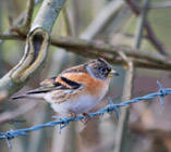 Description to come soon!