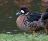 The Bronze-winged Duck, sometimes known as the Spectacled Duck, is often misplaced in the anas genus with other dabbling ducks, but it's actually a sole member of the speculanas.  It's closest relatives are thought to be the crested or brazilian ducks.  They live among the fast-flowing streams of the Andes, also found in Chile and Argentina.