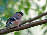 A finch usually located by its sad tones, the bullfinch is best looked for at woodland edges.  It has in the past been considered a pest in orchards as it favours eating buds off the trees.  But due to recent declines in numbers, this is no longer strictly the case.</br>  It's a mainly resident bird in its breeding range, with some of these birds moving a bit further south in the winter.  They are resident in the UK year round.  You will also find this bird in europe and the temperate regions of asia.