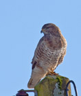 The Common Buzzard is a wide-spread member of the buteo family, ranging across europe and spilling over into Asia as well.  It is mainly an opportunist hunter, going for small mammals and carrion.  What's surprising about this bird is that you can find it perched on the ground in a field, sometimes with many other buzzards, hunting for worms and insects.</br>  This bird can easily be confused with the rough-legged buzzard in Europe.  Here in the UK, the plumage can range widely from almost pure white to almost pure black.  But most of the birds in the UK are a rusty brown with a speckly brown belt across a pale breast.