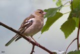 The Chaffinch is a widespread finch across Europe, Asia, and northwestern Africa, being the most populous finch in western Europe.  It can be said it is one of europe's prettiest finches, with a loud and varied song to match.  The Chaffinch is not migratory here in Britain, and in the winter it will form loose flocks, sometimes quite large.  They are also known to mix with the visiting Bramblings during the winter as well.