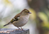 The Chaffinch is a widespread finch across Europe, Asia, and northwestern Africa, being the most populous finch in western Europe.  It can be said it is one of europe's prettiest finches, with a loud and varied song to match.  The Chaffinch is not migratory here in Britain, and in the winter it will form loose flocks, sometimes quite large.  They are also known to mix with the visiting Bramblings during the winter as well.