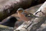 The Chaffinch is a widespread finch across Europe, Asia, and northwestern Africa, being the most populous finch in western Europe.  It can be said it is one of europe's prettiest finches, with a loud and varied song to match.  The Chaffinch is not migratory here in Britain, and in the winter it will form loose flocks, sometimes quite large.  They are also known to mix with the visiting Bramblings during the winter as well.