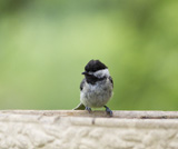 Description to come soon!