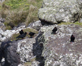 Description to come soon!