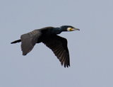 The Great Cormorant is a very large black bird. With a longish tail and yellow throat patch, the adults have white thigh patches in the breeding season. It can be distinguished from the very similar Shag by its lack of green tinge and lack of crest. An extremely wide spread bird, its breeding range extends all over europe and asia, south across africa, to the atlantic coast of North America.