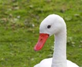 Description to come soon!