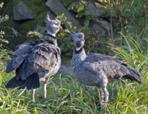 The Southern Screamer, also known as the Crested Screamer, is found in the swamps, estuaries and pools of South America.  These birds are monogamous, mating for life, which can be up to 15 yrs.  The chicks of these birds leave the nest as soon as they hatch, but the parents will take care of them during the fledging period.  This bird is non-migratory despite being an excellent flier.