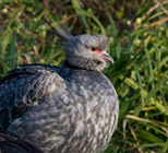 The Southern Screamer, also known as the Crested Screamer, is found in the swamps, estuaries and pools of South America.  These birds are monogamous, mating for life, which can be up to 15 yrs.  The chicks of these birds leave the nest as soon as they hatch, but the parents will take care of them during the fledging period.  This bird is non-migratory despite being an excellent flier.